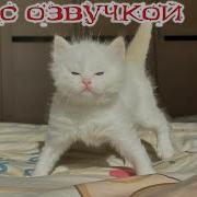 Смешная Озвучка Собак