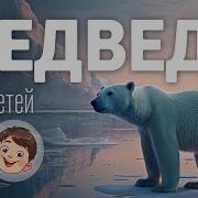 Детям О Животных Белый Медведь