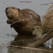 Beaver Sounds
