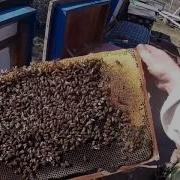 Жужжание Пчел Для Танца
