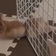 Funny Animals
