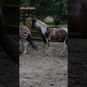 Секс Видео Смотреть Секс Толстых Людей С Животными