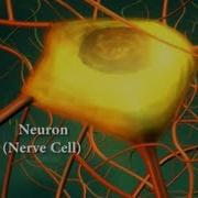 Nervecell