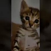 Котёнок Икает