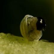 Buterfly