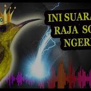 Masteran Sogon Isian Mewah