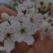 Фи Кулли Сабахин Я Умми