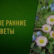 Ранние Цветы