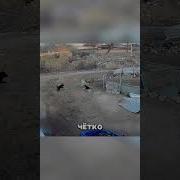 Бешеный Кот