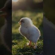 The Sound Of A Chick