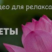 Скачать Текст Прекрасная Япония Красота Природы И Музыки