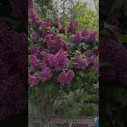 Сирень Цветёт Весной Итакие Свои Соловьи Итакие Свои Соловьи Итакая С Веснушками Дочь