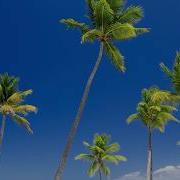 Relaxing Music Instrumental Music Peaceful Music Tropical Sunrise By