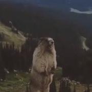 Бешеный Бобёр Попробуй Не Засмеяться