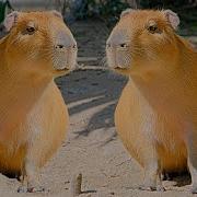 Kapibara
