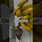 Chichen Remx