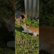 Кого Я Вижу Какая Встреча