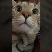 Ай Басыр Дыр Дыр