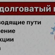 Функции Продолговатого Мозга Функции Моста И Среднего Мозга