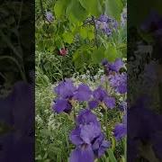 Кажется Дождик Начинается