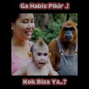 Manuasia Kawin Sama Hewan