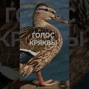 Осадка Утки