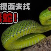 蛇蛇Snaky