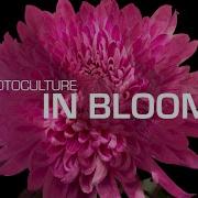 Protoculture In Bloom