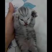 Cat Scream