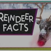 Reindeer