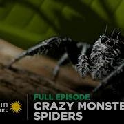 Spider Monster