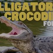 Crocodile