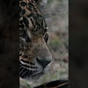 Jaguar Angry