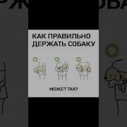 Мем Про Собаку