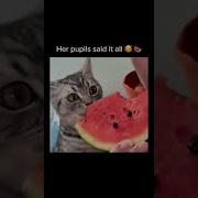 Музыка Из Мема С Котами