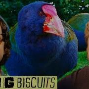 Flightless Birds Song