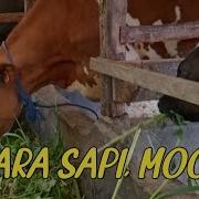 Notif Suara Sapi