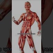 Интересные Факты О Человеке