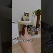 与犬系女友的日常