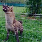 Смех Гиены Laughing Hyena