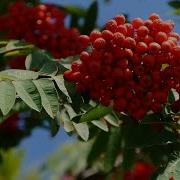 Песни Для Детей Про Рябину