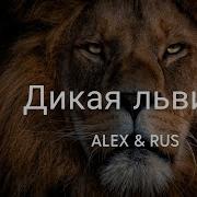 Дикая Львица Slowed