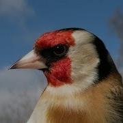 Щегол Пение Щегла Goldfinch Chardonneret