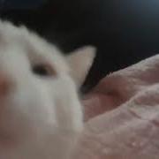 Cat Jams