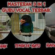 Masteran Suara Burung Kapas Temabk Tengkek Buto Gereja