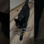 Кошечка К Игре Кошка И Котята Муз В Витлина