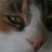 Fat Cat Gets Mad Part 2
