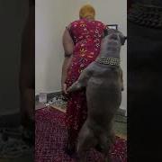 فيديهات بنات معا كلاب جنس