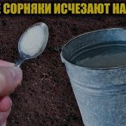 Сорные Травы