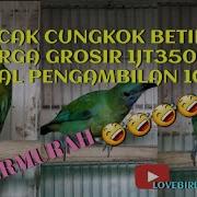 Cucak Cungko Betina